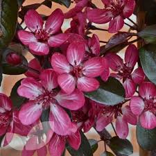 Flowering trees are the #1 seller for all the trees we have inventory in. Crab Apple Toringo Aros Trees For Sale Dwarf Tree
