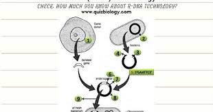 Recombinant Dna Technology Worksheet Dna Technology Recombinant Dna Dna