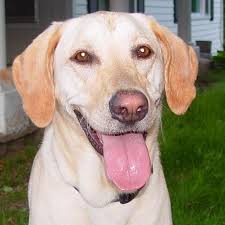 Amazon.com: Norma MacDonald: books, biography, latest update