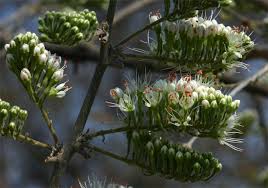 Image result for Combretum mossambicense