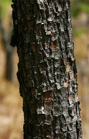 Image result for Ochna richardsiae