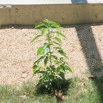 Image result for Micrococca mercurialis