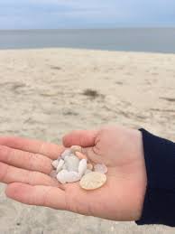 Cape May Sea Diamonds Beach Capemay Beach Shells Rocks Beach Photography Cape May My Favorite Things Cape