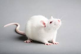 White Rat White Laboratory Rat Isolated On Grey Background Ad Laboratory Rat White Background Grey Ad Pet Rats Animals Rats
