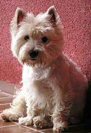 west highland terrier west highland terrier westie puppies west highland white terrier