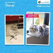 Abu Dhabi Animal Shelter Animal Shelter Animals Shelter