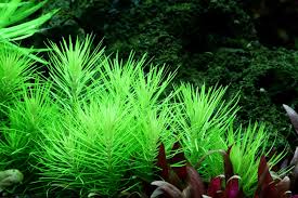 Image result for Pogostemon rogersii