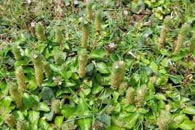 Image result for Nelsonia canescens