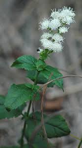 Image result for Ageratina vernalis