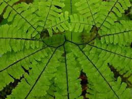 Image result for Adiantum patens