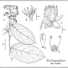 Image result for Dichapetalum