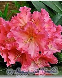 Rhododendrons Cody Beautiful Flowers Amazing Flowers Rhododendron