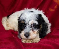 Some cases are improved by surgery. Mini Cockapoo Puppies Colorado Bmo Show