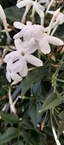 Image result for Jasminum polyanthum
