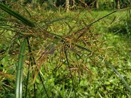 Image result for Cyperus rotundus