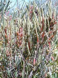 Image result for Salicornia perrieri