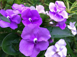 We did not find results for: Planting A Garden With Purple Tropical Flowers Dengarden