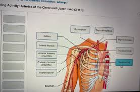 The pectoral region is located on the anterior chest wall. Mic Circulation Attempt 1 Eling Activity Arteries Chegg Com