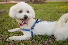This is an adorable designer dog breed that is crossed between a toy poodle and a maltese. The Top 5 Maltese Haircut Styles For 2019 The Dog People By Rover Com