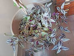 The wandering jew plant is not a single plant — it refers to 3 different types of houseplants! Tradescantia Zebrina Or Wandering Dude Houseplant Care