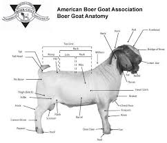 Canoe Lake Farm Georgia Boer Goats Information Boer Goats Goats Goat Farming
