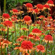 Image result for Echinacea Lustre hybrids