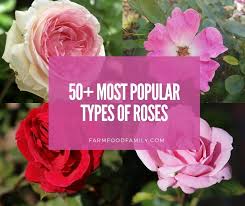 Since all types of love are catalyzed differently, each love affects us uniquely. 50 Popular Types Of Roses With Pictures By Names Shapes Colors
