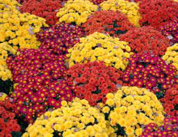Mums 101 Everything You Need To Know About Fall S Favorite Flower
