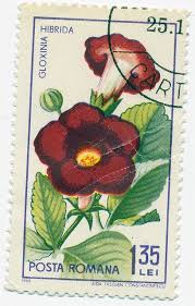 1965 Romanian Stamp Gloxinia Hibridia Postage Stamp Art Postcard Stamps Vintage Stamps