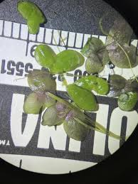 Image result for Spirodela