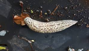 Geschlechtsreife erlangt er mit etwa einem dreiviertel. Grosser Oder Tigerschnegel Limax Maximus Gartenzeitung Com