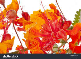 Mexican Bird Of Paradise In Pot Pin On Logo Ideas