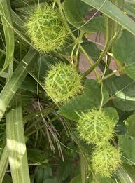 Image result for Passiflora foetida