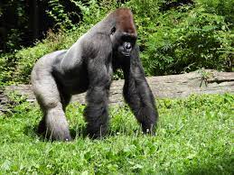 Video of gorilla and groundhog at Detroit Zoo goes viral