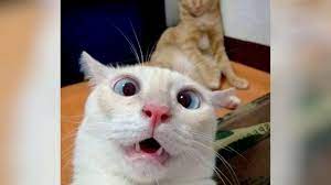 Funniest Cat Situations 100 Million People Must See This Youtube