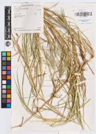 Image result for Cynodon aethiopicus