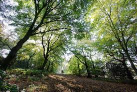 Always feels strange for me to see pictures of the uk at all making it onto here. Epping Forest Attractions In Essex London