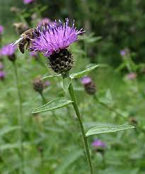 Bighead Knapweed Flower Uk Best Flower Wallpaper