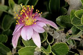 Image result for Malvaceae subfamily Grewioideae