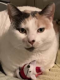 Piper dice "¡buenos días 😊!" : r/cats