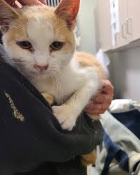 Missing Teenagers in Defiance, Ohio