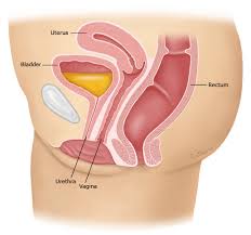 Image result for Bladder Anatomy