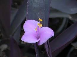 Image result for Tradescantia pallida