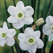 Small Cup Green Pearl Daffodil Bulb Flowers Wholesale Flowers Pretty Flowers