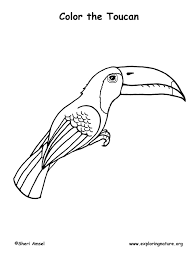 Click the toucan bird coloring pages to view printable version or color it online (compatible with ipad and android tablets). Toucan Coloring Page