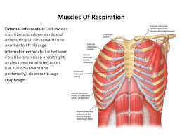 Broad, fan shaped muscle positioned on the upper front wall of the rib cage. Naming Skeletal Muscles Ppt Video Online Download