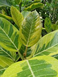 Image result for Ficus conraui