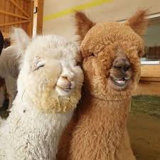 Vh On Instagram Me And You Just Us 2 Weird Animals Cute Alpaca Baby Animals