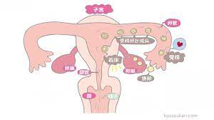 必読！！子作り成功の3つのコツ | 三軒茶屋ARTレディースクリニック