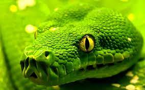 Maybe you would like to learn more about one of these? Cool Snake Wallpapers Top Free Cool Snake Backgrounds Wallpaperaccess